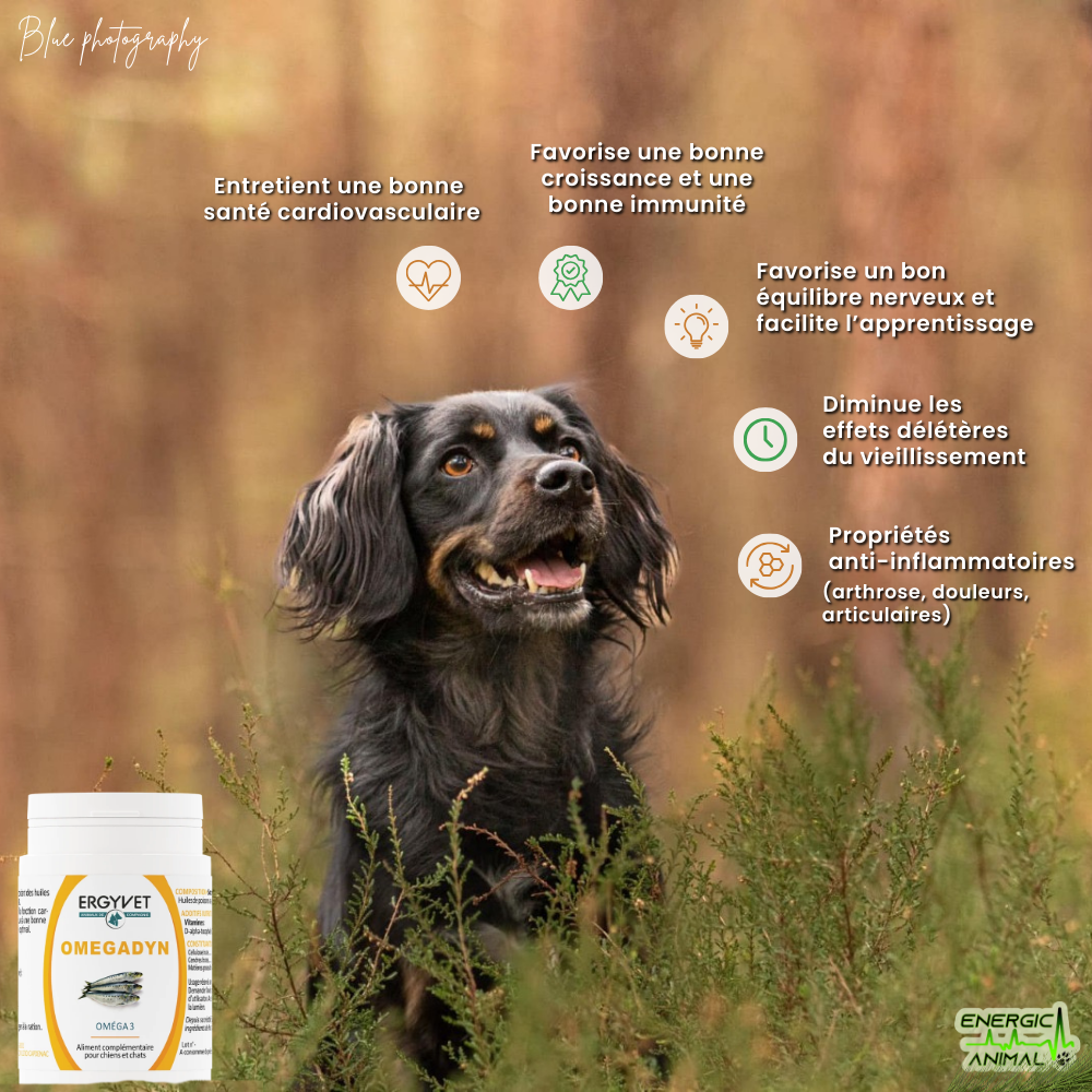 OMEGADYN <small style="font-size: 75%; display: block;"><i>(Omega 3 - 60 gélules)</i></small>