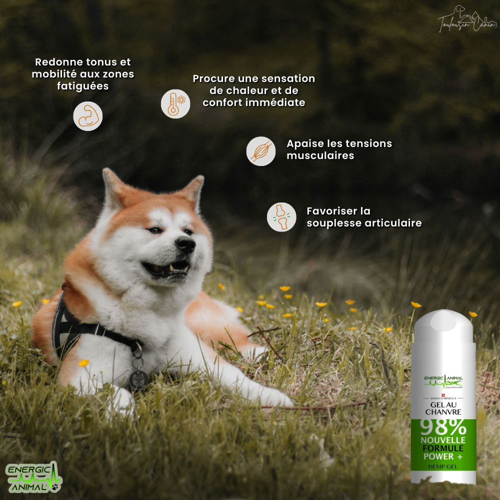 Gel de CHANVRE Muscles (100ml)