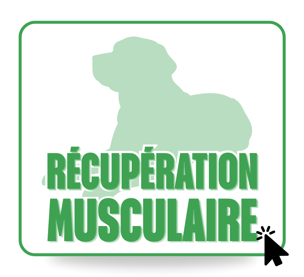 Récupération musculaire