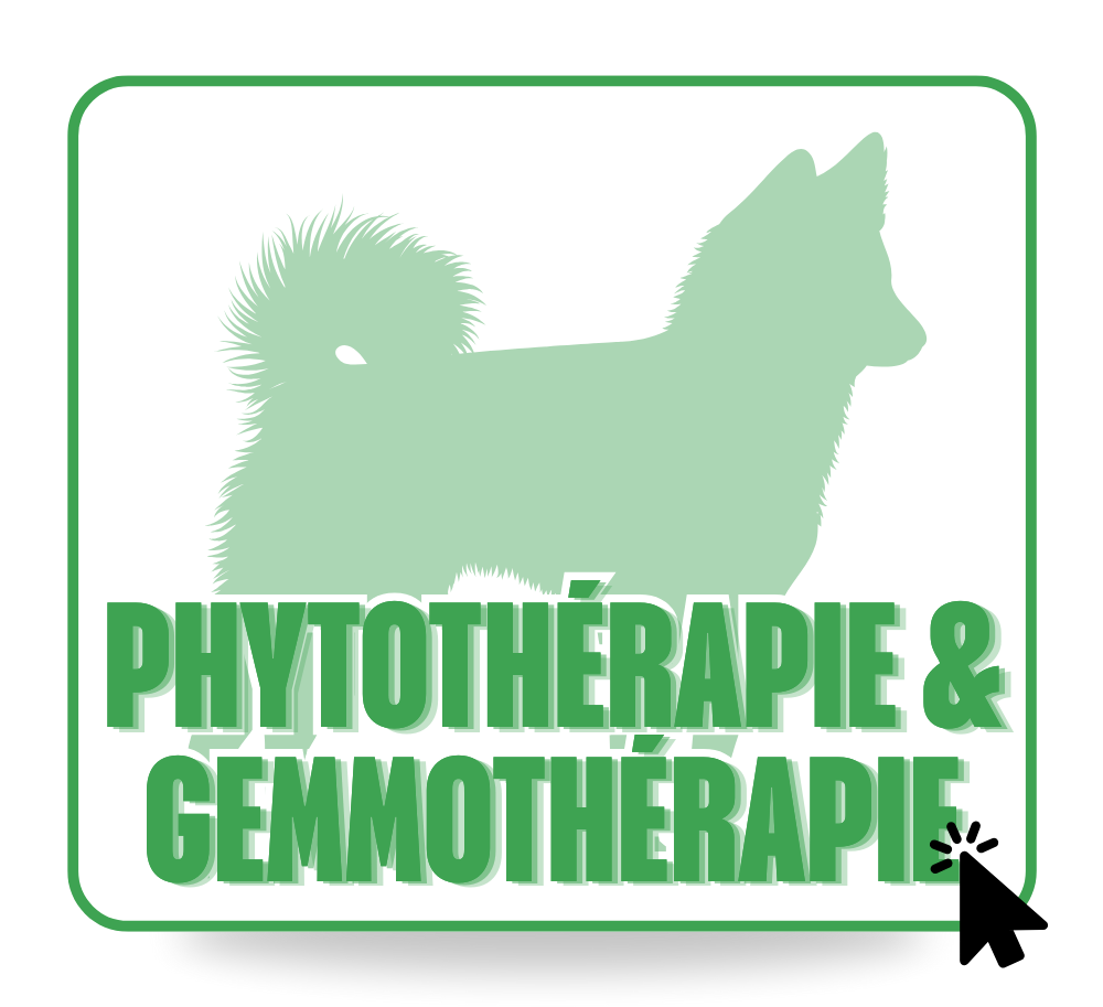 Phytothérapie & Gemmothérapie